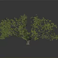 Lush Green Tree With Spreading Branches And Dense Foliage On Dark Background