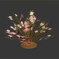 Green Leafy Plant with White Small Flowers Growing in Orange Soil Against Dark Background