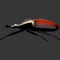 Red And White Striped Beetle With Black Long Legs 3D Model Design 3d model