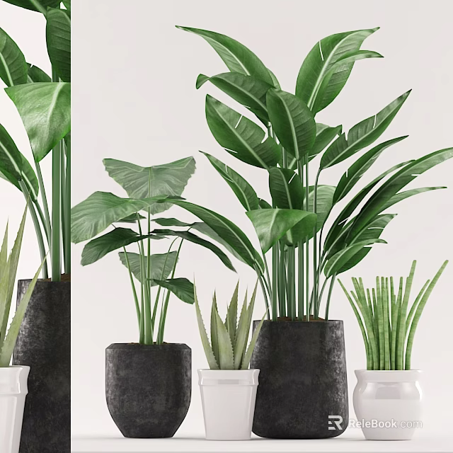 Indoor Decorative Plant Set With Various Green Leaves And Stylish Pots 3d model 