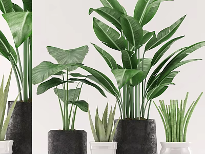 Indoor Decorative Plant Set With Various Green Leaves And Stylish Pots 3d model