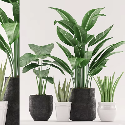 Indoor Decorative Plant Set With Various Green Leaves And Stylish Pots 3d model