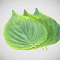 Three Fresh Green Plant Leaves With Vibrant Veins And Natural Texture
