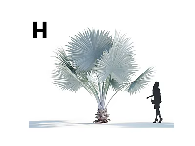 Large Silver Leaf Palm Tree With Textured Trunk And Human Silhouette Against White Background 3d model