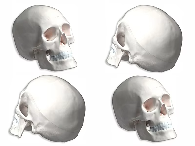Skull Decorative Ornament Set With Four Different Angle Displays 3d model