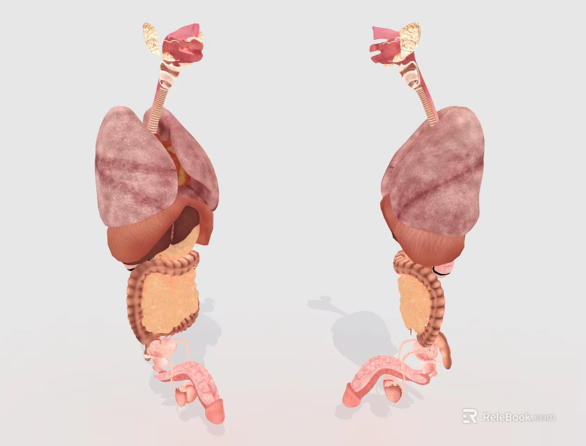 Abdominal Organs 3D Anatomy Model Showing Liver Stomach And Intestines Structure 3d model 