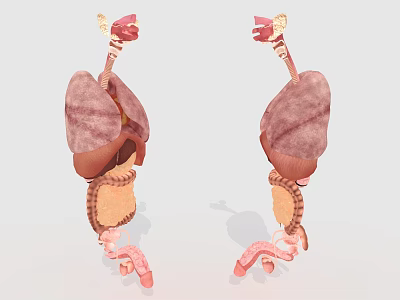 Abdominal Organs 3D Anatomy Model Showing Liver Stomach And Intestines Structure 3d model