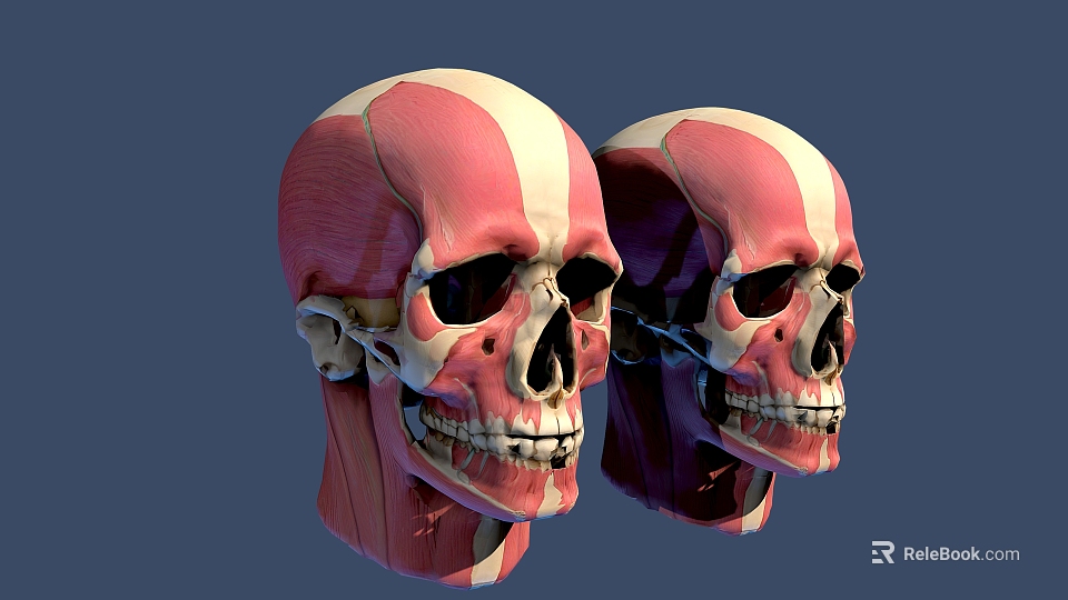 Male Head Muscles And Skeleton Anatomical Model With Detailed Structure On Blue Background 3d model 