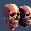 Male Head Muscles And Skeleton Anatomical Model With Detailed Structure On Blue Background