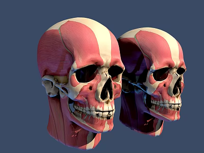 Male Head Muscles And Skeleton Anatomical Model With Detailed Structure On Blue Background 3d model