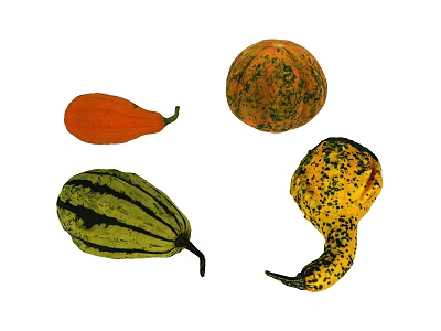 Colorful Fresh Gourds And Pumpkins In Various Shapes And Patterns 3d model