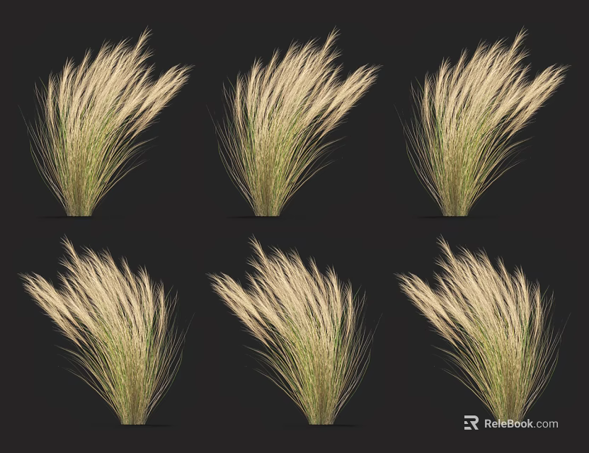 Decorative Graceful Feathery Grass Plants Displayed In Different Angles On Black Background 3d model 