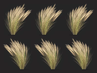 Decorative Graceful Feathery Grass Plants Displayed In Different Angles On Black Background 3d model
