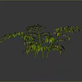 3D Rendered Lush Green Plant With Yellow Red Edges Slender Stems Grey Background Reflection