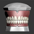 Dental Model With White Teeth Pink Gums And Gold Metal Frame On White Base