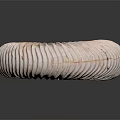 Conch Bone Snail Field Snail 3d model