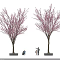 Delicious Outdoor Picnic Food Under Pink Blossom Trees With People