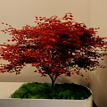 Bonsai Plants Display With Decorative Stones And Green Shrubs In Indoor Garden Corner