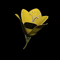 Beautiful Blooming Yellow Flower with Vibrant Petals White Stamens and Green Stem