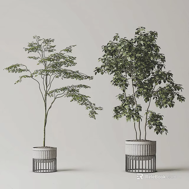 Decorative Indoor Bonsai Plants With Lush Green Foliage And Slender Branches In Modern Planters 3d model 