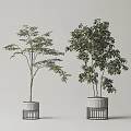 Decorative Indoor Bonsai Plants With Lush Green Foliage And Slender Branches In Modern Planters