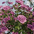 Vibrant Mixed Flowering Bushes With Round Clustered Blooms In Pink Purple And Orange