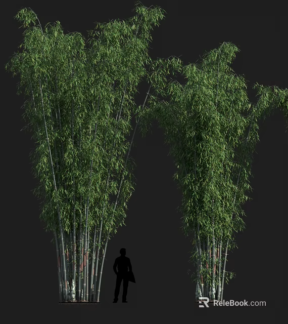 Tall Dense Green Bamboo Plants Growing With Person Silhouette Showing Height In Natural Background 3d model 