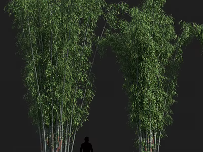 Tall Dense Green Bamboo Plants Growing With Person Silhouette Showing Height In Natural Background 3d model