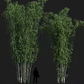 Tall Dense Green Bamboo Plants Growing With Person Silhouette Showing Height In Natural Background