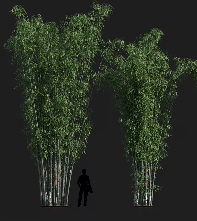 Tall Dense Green Bamboo Plants Growing With Person Silhouette Showing Height In Natural Background 3d model