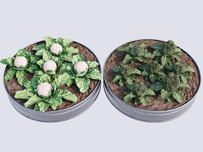Cauliflower and Broccoli Plants Growing in Round Metal Containers with Fresh Green Leaves 3d model