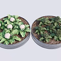 Cauliflower and Broccoli Plants Growing in Round Metal Containers with Fresh Green Leaves