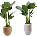 Indoor Potted Plants With Large Green Leaves In Brown And White Ceramic Pots