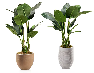 Indoor Potted Plants With Large Green Leaves In Brown And White Ceramic Pots 3d model