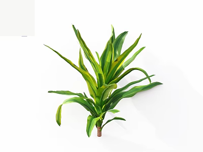 Green and yellow striped leaf plant for indoor home decoration 3d model