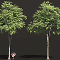 Two Tall Green Leafy Trees With Brown Trunks And Person Holding Umbrella