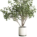 Beautiful Bonsai Plant with Lush Green Leaves Multi Branched Trunk in White Ceramic Pot