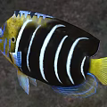 Tropical Aquatic Fish With Black Body White Stripes Yellow Head And Blue Fins