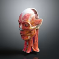 Medical Device Anatomical Model of Human Head for Muscle and Nerve Structure Visualization