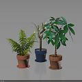 Indoor Potted Fern Palm And Green Leaf Plants In Terracotta And Blue Ceramic Pots