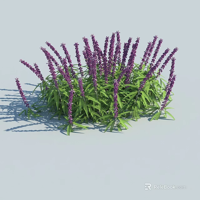 Decorative Bushy Purple Flowering Plants with Slender Spikes and Green Leaves 3d model 