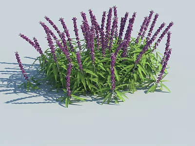 Decorative Bushy Purple Flowering Plants with Slender Spikes and Green Leaves 3d model