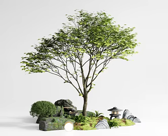 Red Maple Landscape Tree Courtyard Arbor Acer Claw Stone Courtyard Sick 3d model