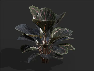 Lush Green Plant With Large Dark Green Leaves And Purple Red Stripes 3d model