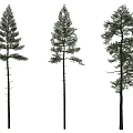 Three Different Tall Arbor Trees With Green Foliage And Straight Trunks