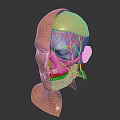 Human Head Anatomy Model Showing Skull Muscles And Blood Vessels For Medical Study