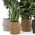 Various Potted Plants With Decorative Woven And Ceramic Pots For Indoor Greenery
