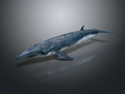Detailed Realistic 3D Rendered Whale on Dark Background with Subtle Reflection 3d model