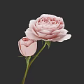 Beautiful Pink Rose With Small Unopened Bud Against Dark Gray Background