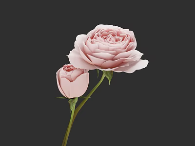 Beautiful Pink Rose With Small Unopened Bud Against Dark Gray Background 3d model